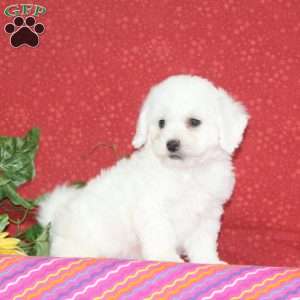 Apple, Bichon Frise Puppy